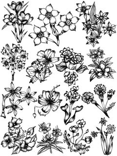 Floral Line Art Collection