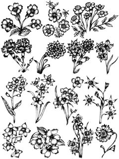 Floral Sketches