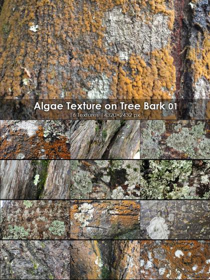 Algae-Covered Tree Bark Textures