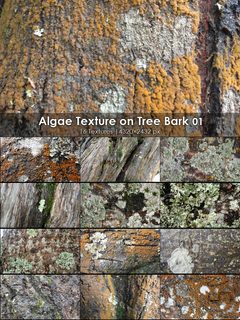 Algae-Covered Tree Bark Textures