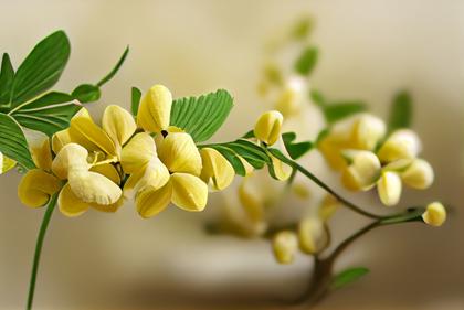 Cassia Fistula Flower Background Image