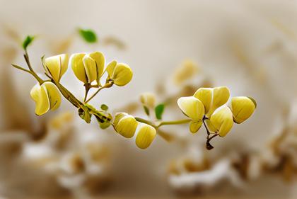 Cassia Fistula Flower Background Image