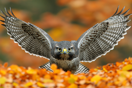 A Striking Falcon Spreading Wings