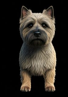 Cairn Terrier Dog