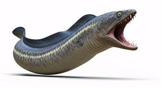 moray-eel-attack