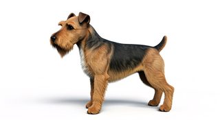 airedale terrier portrait