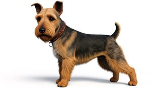 airedale terrier portrait