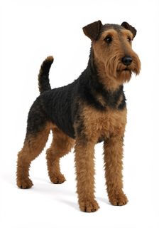 Airedale Terrier