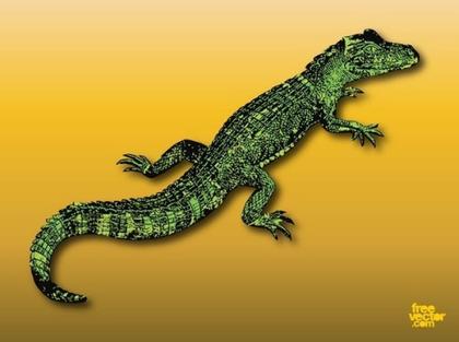 Alligator Free Vector