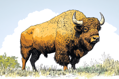 American Bison