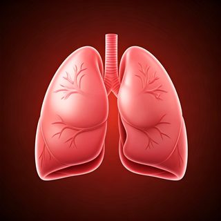human lungs anatomy