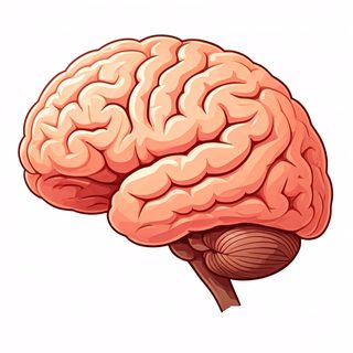 human brain illustration