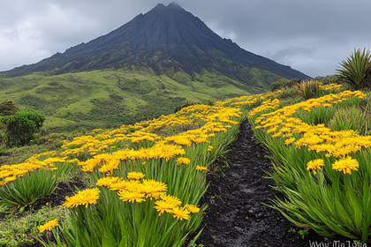 Arenal Volcano Among Yellow Flowers