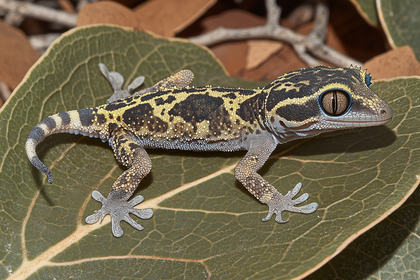 Australian Knob-tail Gecko on Green Leaf