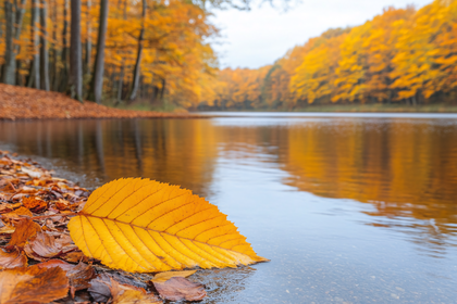 Autumn Leaf On Lakeside
