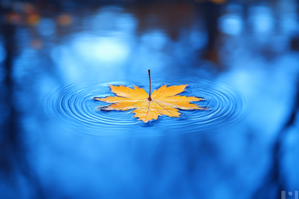 Autumn Leaf Ripples
