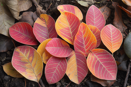 Autumn Leaves Close-Up