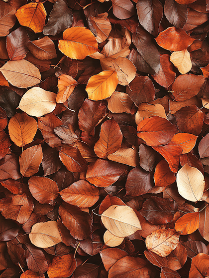Autumn Leaves Texture