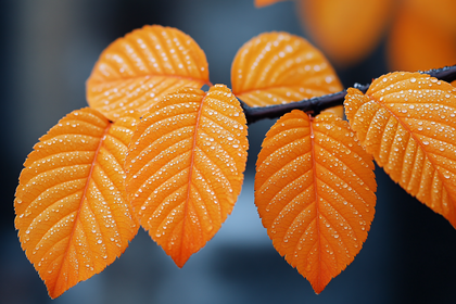 Autumn Leaves With Water Droplets