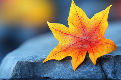 Autumn Maple Leaf On Stone