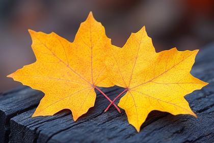 Autumn Maple Leaves