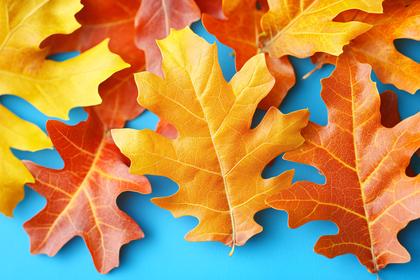 Autumn Oak Leaves
