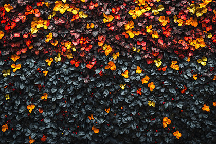 Autumnal Foliage