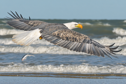Bald Eagle Catching Fish