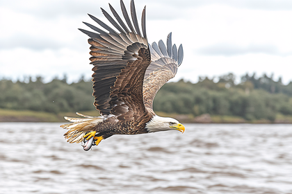 Bald Eagle Catching Fish