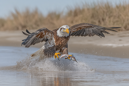 Bald Eagle Catching Fish