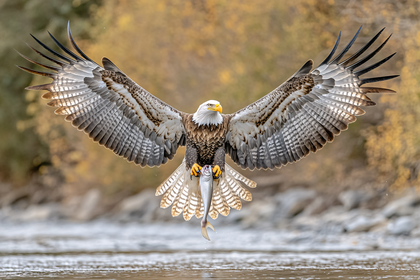 Bald Eagle Catching Fish
