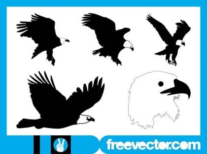 Bald Eagle Free Vector