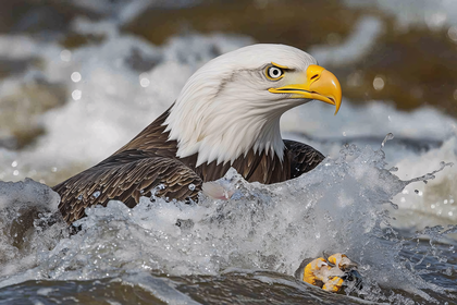 Bald Eagle Splashing in Water Catching Fish