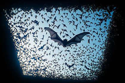Bat Swarm Emergence From Cave