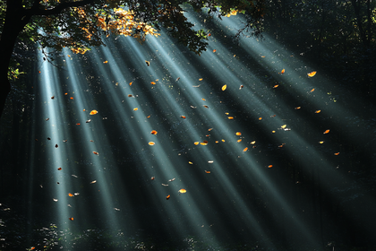 Beams Of Sunlight Through Forest Canopy