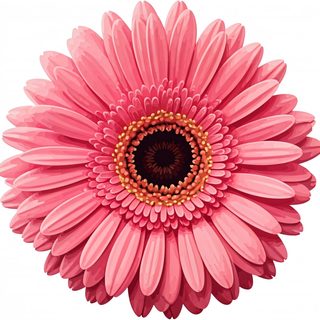 pink gerbera flower