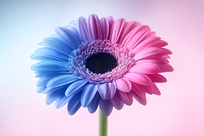 Bicolor Gerbera Daisy