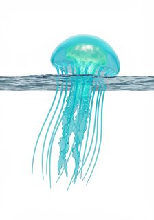 glowing jelly marine