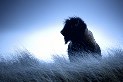 Bison in Silhouette