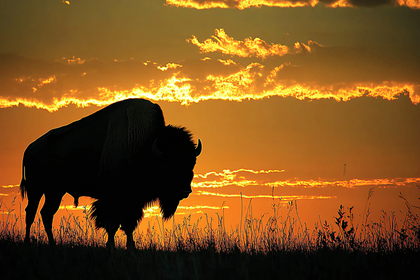 Bison Silhouette Sunset