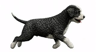 curly dog running