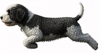 curly-haired-dog-running