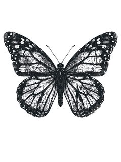 Monarch Butterfly Texture