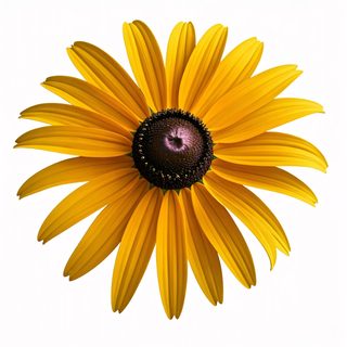 Black-Eyed Susan Flower