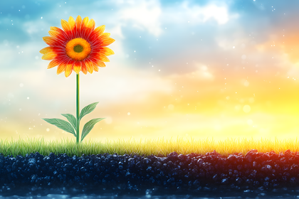 Blooming Sunflower