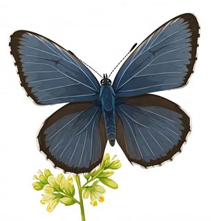 blue butterfly flower