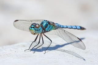 Blue Dragonfly Close-Up