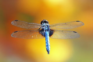 Blue Dragonfly Close-Up