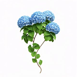 blue hydrangea branch