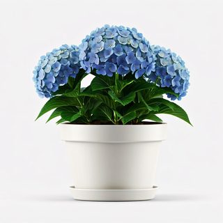 blue hydrangea pot